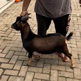 Nigerian dwarf goat/american pygmy goat/kambing mini