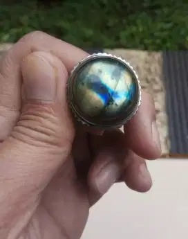 labrador jarong ajib