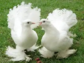 Burung merpati kipas putih istimewa