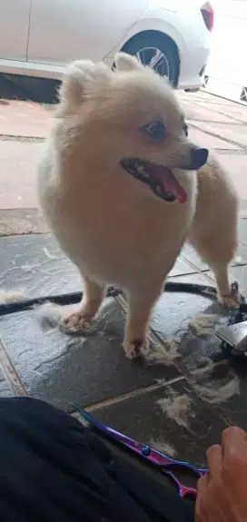 Termurah jasa grooming salon anjing kucing panggilan mandi groomer