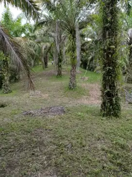 Di jual kebun sawit daerah serdang bedagai