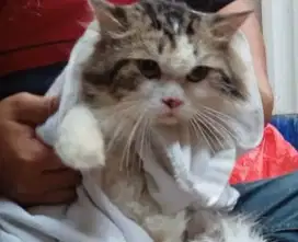 GROOMING KUSUS KUCING PANGGILAN