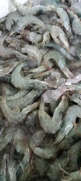 Udang Vaname sz 70