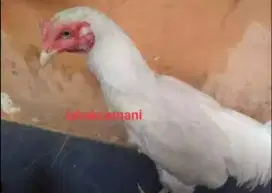Ayam Putih Mulus Mata Putih, Paruh Putih, Kaki Putih !!! Wajib Baca
