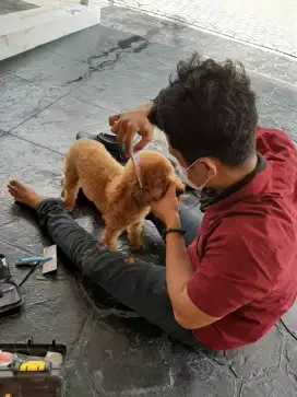 Termurah jasa grooming anjing kucing panggilan cukur bulu mandi rumah