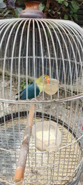 Lovebird pb remaja jantan