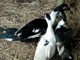 Sedia segala jenis daging potong ayam bebek mentok