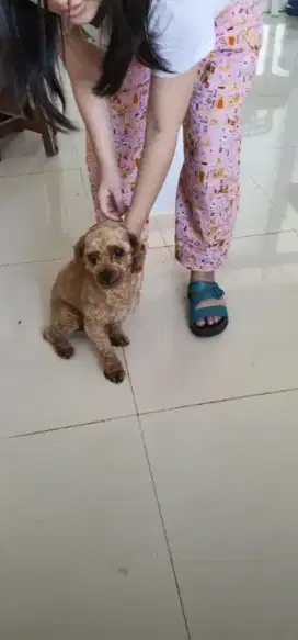 Pejantan poodle | pudel non stanbum