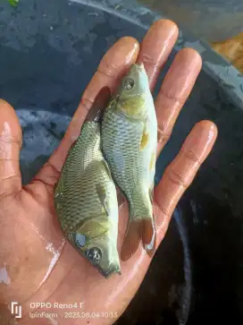 Bibit ikan mas majalaya