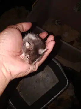 Hamster syrian sable