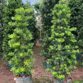 Siap kirim pohon lohansung