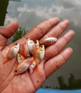 Bibit nila merah
