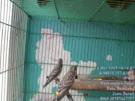 BURUNG ANAKAN BLACKTROUT MURNI INDUKAN SOMBOS X BOSWANA