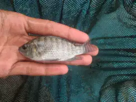 Bibit ikan nila gift