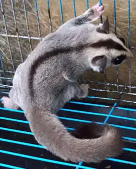 For Adoption : Sugar Glider White Face - Jantan Dewasa