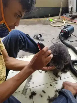 Termurah jasa grooming anjing kucing panggilan cukur bulu mandi rumah