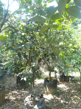 Pohon rambutan Binjai sudah berbuah tinggi 3m s/d 4m