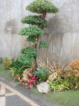Jasa tukang taman