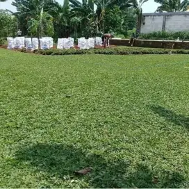 Tukang rumput gajah mini hijau ready stock