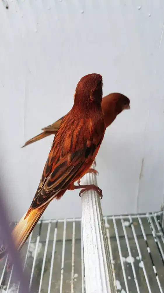 Kenari Blackred Lokal