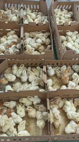 bibit doc elba ayam kampung petelur super