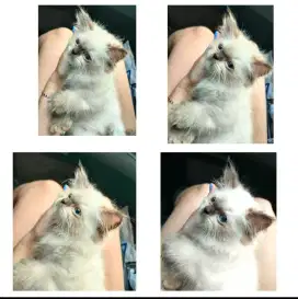 Kucing Persia anakan