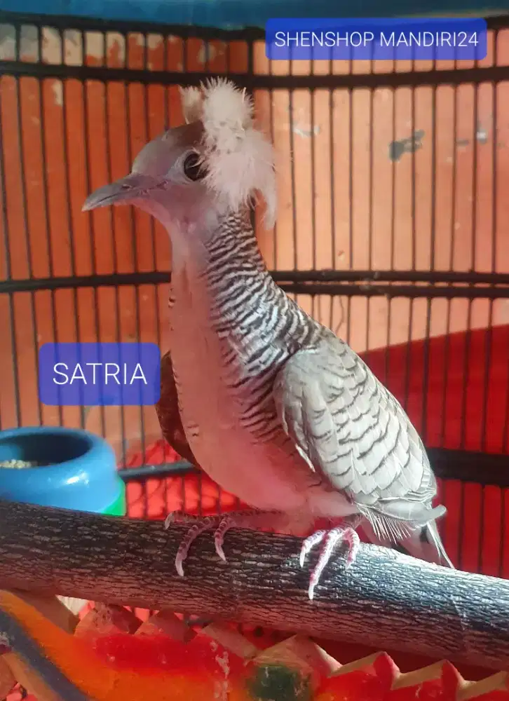 Burung Perkutut Songgo Ratu Mojopahit Koleksi Pribadi Bisa Kirim RI