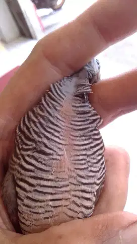 kutut lokal kalung usus