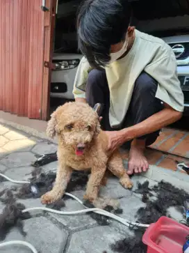Grooming panggilan kerumah