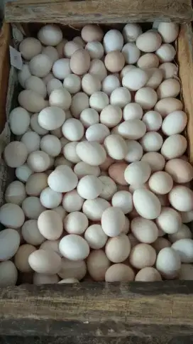 Telur Ayam Kampung Asli