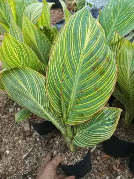 Pohon pisang kana