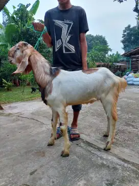 Menjual Kambing PE / Kambing Super / Kambing Aqiqah / Kambing Murah