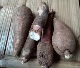 Singkong sapi kuru