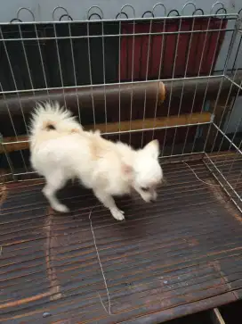 PROMO BUY ONE GET ONE mini chihuhua 7 bulan