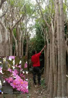 Pohon tabebuya rosea bunga pink /putih T 4-5 meter