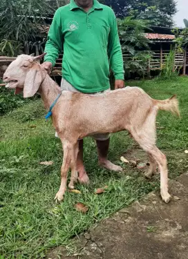 Kambing Besar Murah / Kambing Qurban