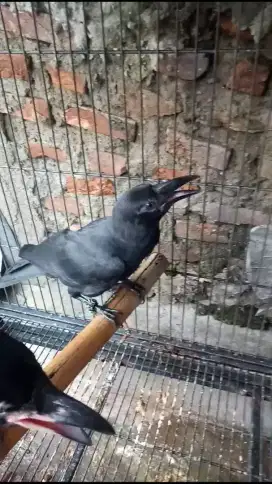 G ag ak hutan engkak