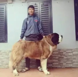 Mencari lowongan pekerjaan sebagai kennel boy