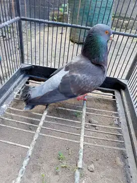 Burung merpati jual