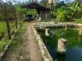 Kolam deras + sawah Cijambe Subang