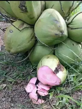 Bibit Kelapa Wulung kelapa hijau nias hybrida entok bandar Lampung