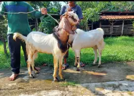 Jual Kambing Akikah, Domba Aqiqah / Harga Diskon