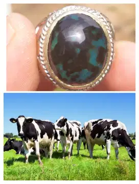 Bacan Totol Sapi Klimis