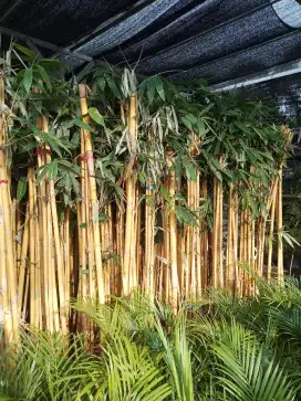 Pohon bambu panda