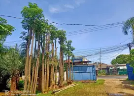 Pohon pule tunggal tinggi 4-5 metee