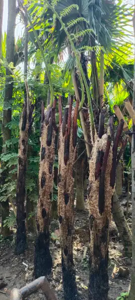 Jual pohon pakis monyet