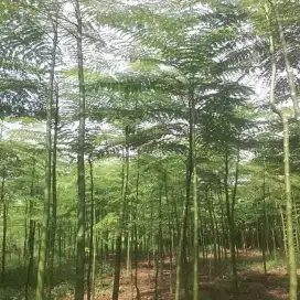 Pohon solobium/pakis brazil