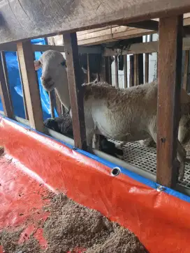 Kambing Domba Paket Akikah,  Pesta Prasmanan Pamulang