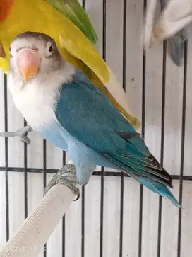 Jual BURJA Lovebird Biru MANGSI Muda