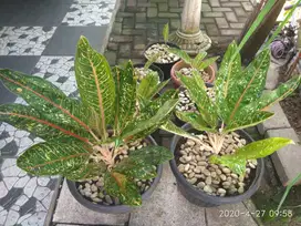 TANAMAN AGLAONEMA MERAH (SRI REJEKI MERAH) MURAH